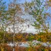 Lake Scape