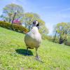 Funky Goose