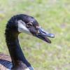 Goose Closeup