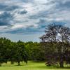Trees - Larz Anderson Park
